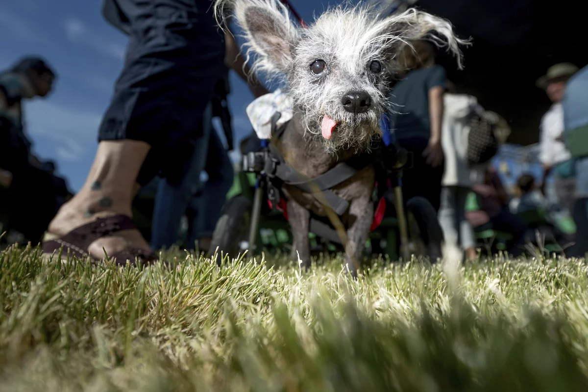 el perro más feo del mundo