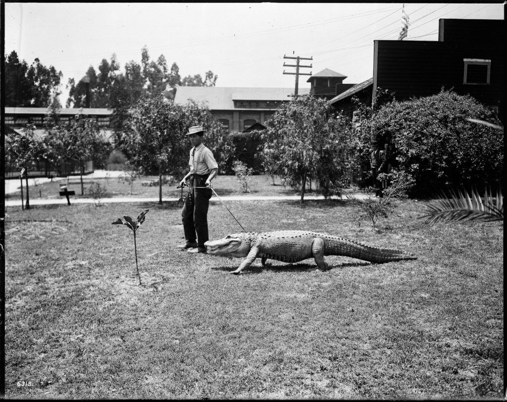 Granja de caimanes en Los Ángeles