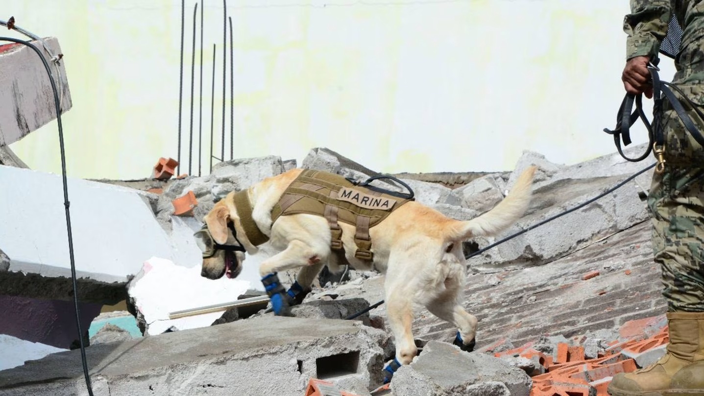 terremoto 19 de septiembre México 2017 Frida