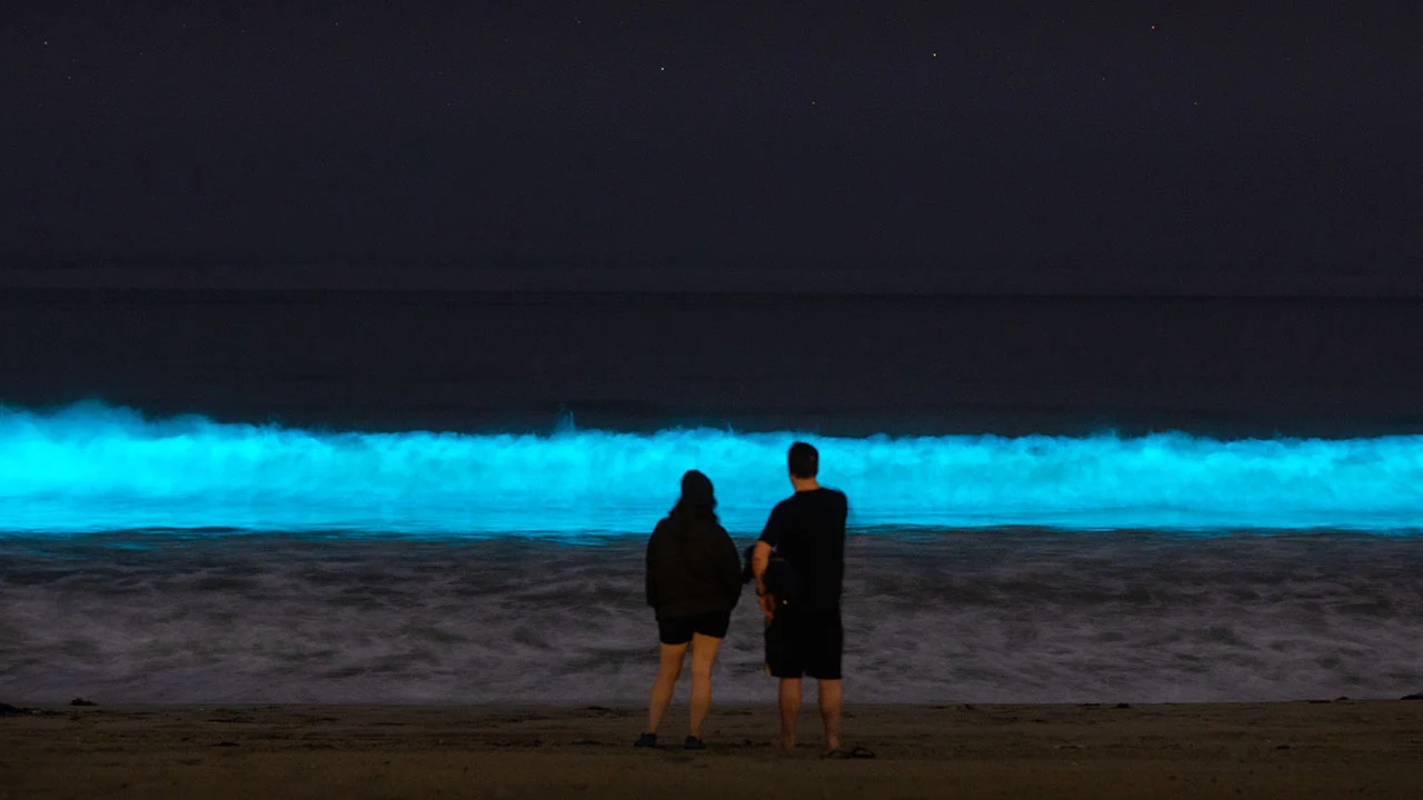 bioluminiscencia