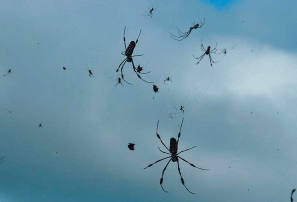 globos de araña