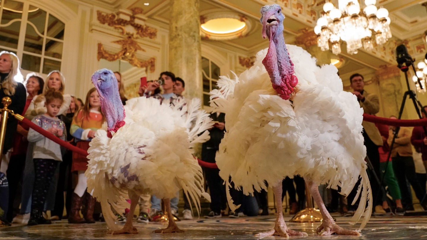 Día de Acción de Gracias perdonar al pavo