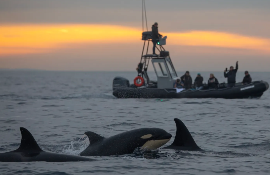 orcas en el Sur de California | Newport Beach | Pacific Offshore Expeditions