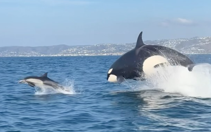 orcas en el Sur de California | Newport Beach | Newport Coastal Adventures 