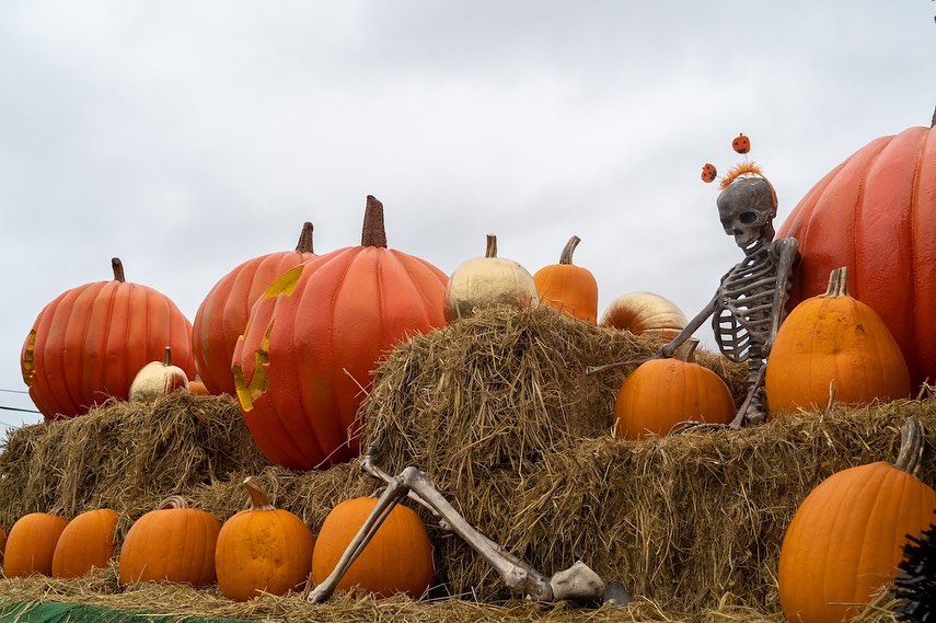 calabazas de Halloween calabaza de Halloween Halloween California