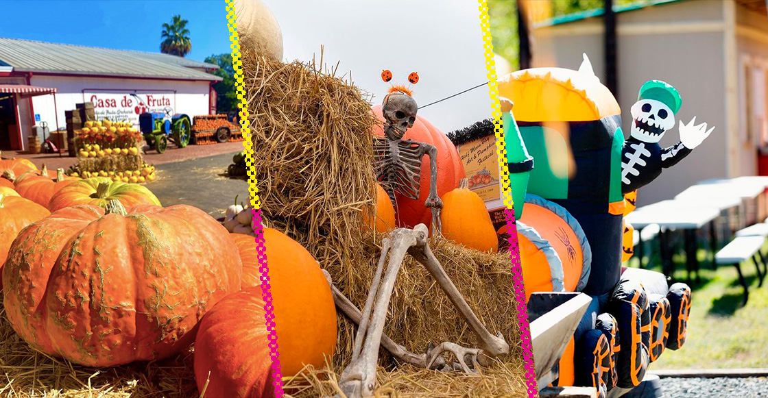 calabazas de Halloween calabaza de Halloween Halloween California