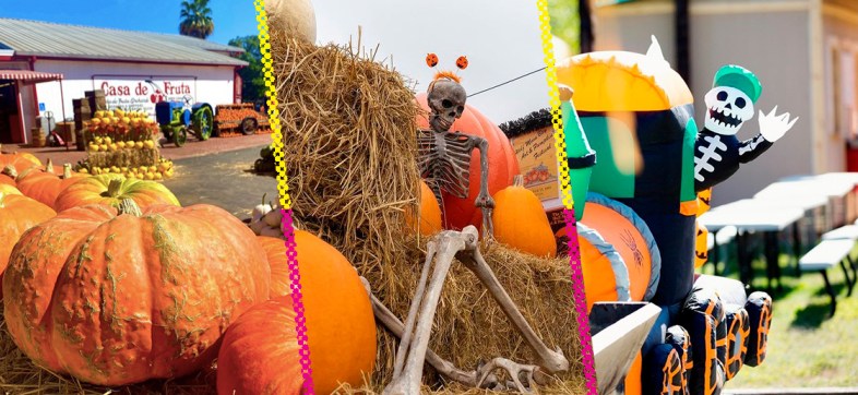 calabazas de Halloween calabaza de Halloween Halloween California