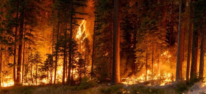 por-que-son-incendios-en-los-angeles-como-empezo-california