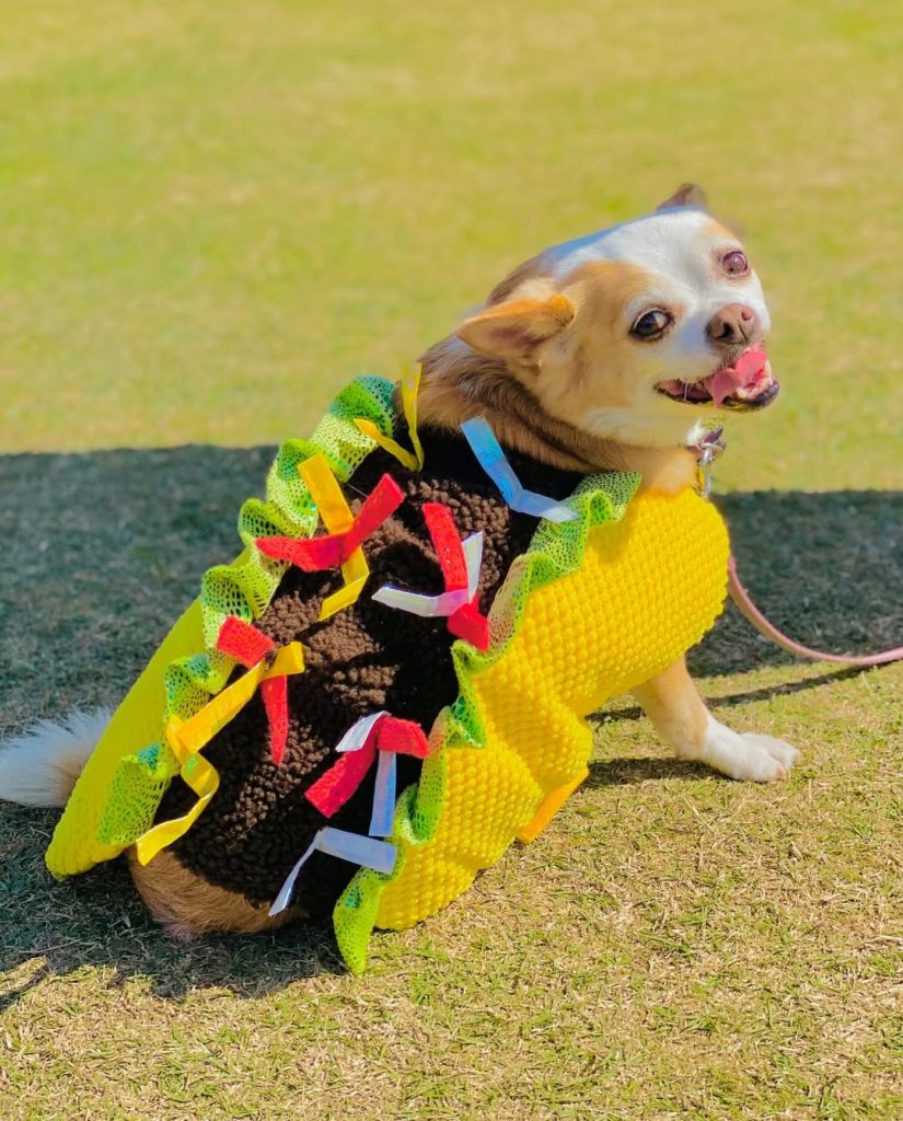 Taco Fest 2025 Taco Fest San Diego